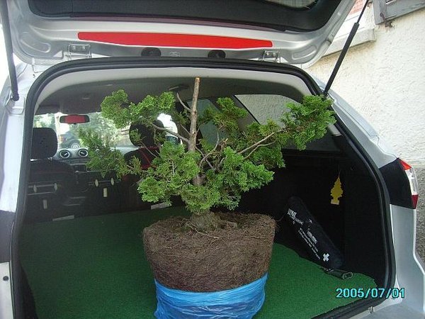 2012-07-03-a-Muschelzypresse-transport.jpg