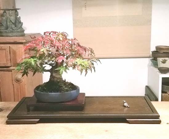 AcerPalmatum.jpg