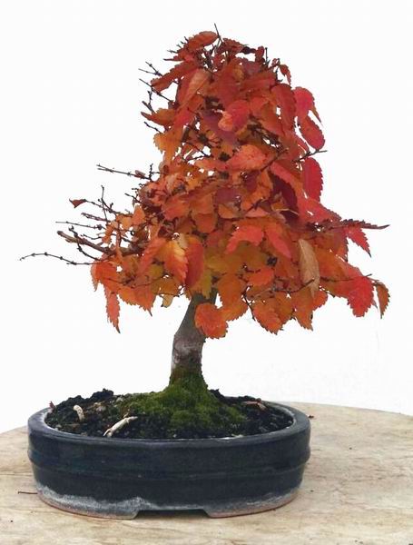87zelkova12-10-17.jpg