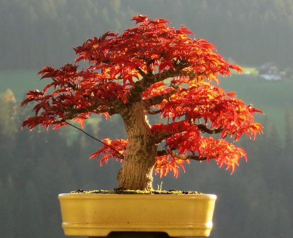 Shishi Herbst 2017.JPG