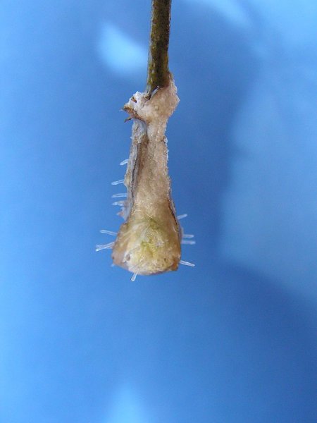 Serissa1.JPG