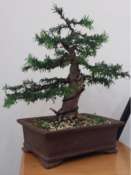 taxus3.jpg