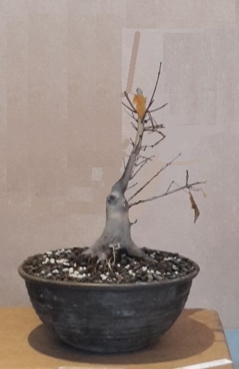 Variante 2