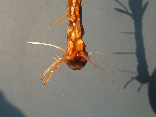 Coprosma