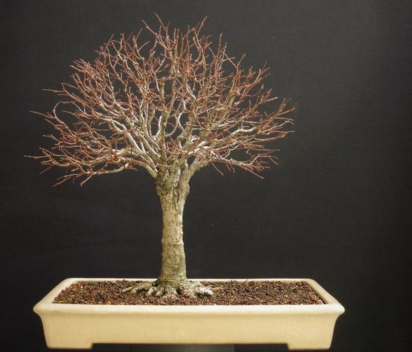 Zelkova Serrata Winter 2017.JPG