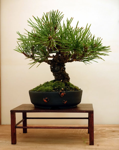 Display11-03s.jpg