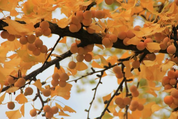Ginkgo Olympisches DorfIMG_9688.jpg