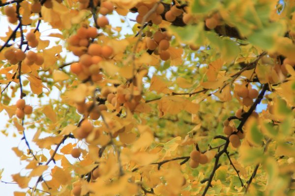 Ginkgo Olympisches DorfIMG_9690.jpg