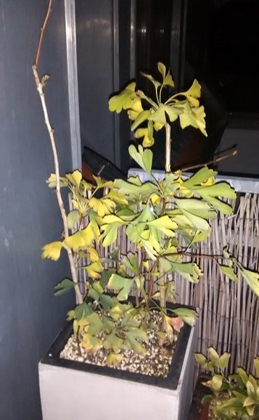 IMG_20171029_193514709.jpg
