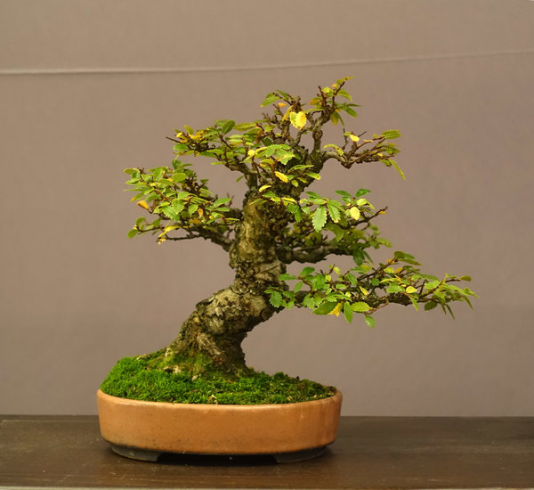 Display19-04s.jpg