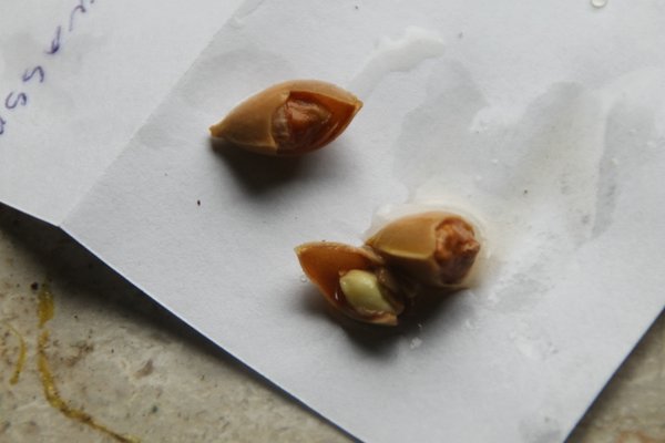 Ginkgo Olympisches Dorf -AussaatIMG_9703.jpg