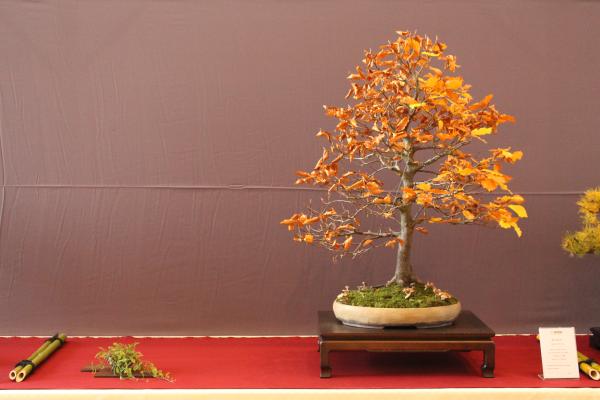Fagus sylvatica - Jürgen Carocci