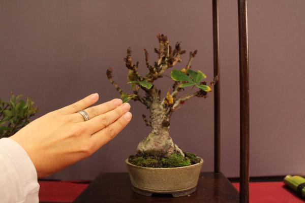 Dieter Arndts Rosskastanien (!!) Shohin...