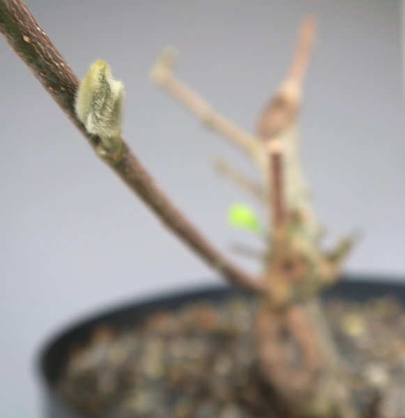 die einzige Blüte in 2018 ?