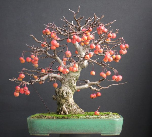 Malus 31.10.2017