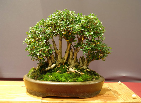 Display16-02s.jpg