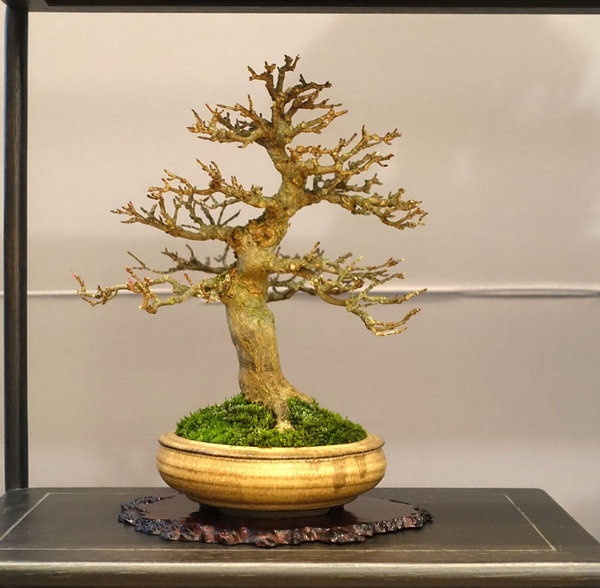 Display20-03s.jpg