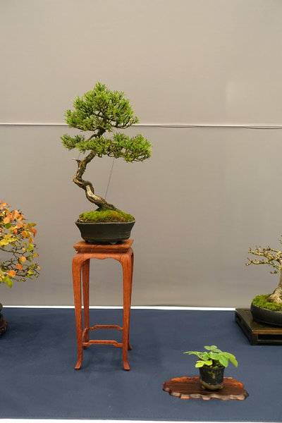 Display08s.jpg