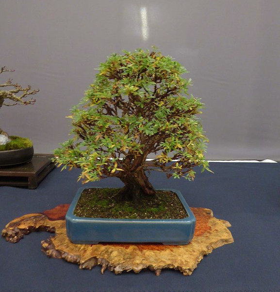 Display27e.jpg