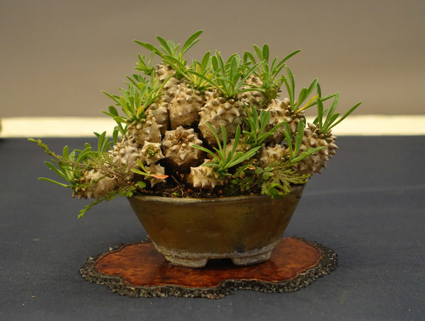 Diese Pflanze gab vielen ein Rätsel auf, das nun - dank unseres Forums - gelöst wurde (s. weiter unten in diesem Thread).<br />Es handelt sich um Euphorbia bupleurifolia x susannae, auch als Hasenohrblättrige Euphorbie bezeichnet.<br />Danke, Holger!