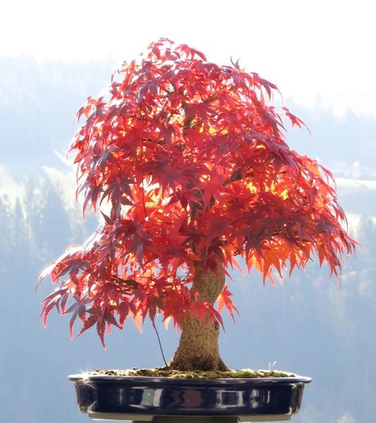 Farben unbearbeitet