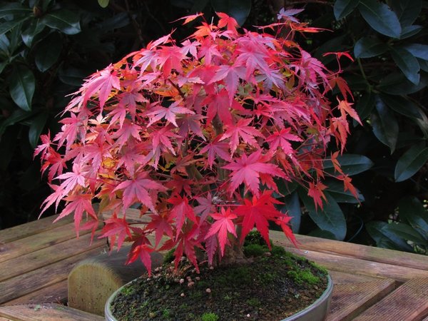 Acer Palmatum 9er Stamm