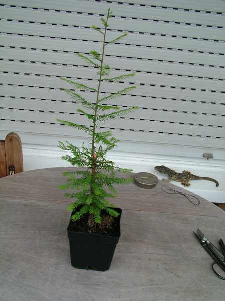 taxodium.jpg