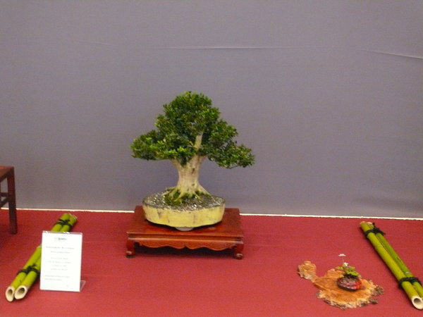 P1210309k.JPG