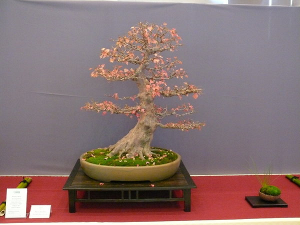 P1210310k.JPG