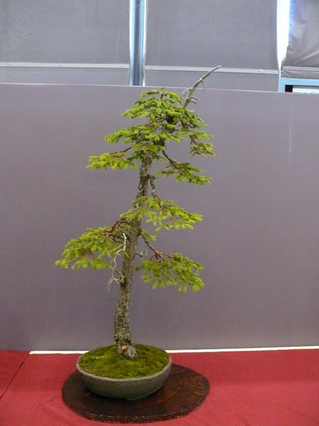 P1210313k.JPG