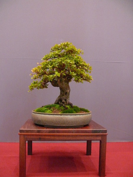 P1210315k.JPG