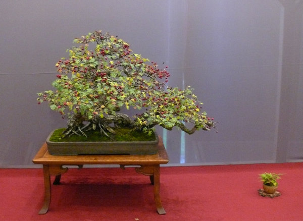 P1210319k.JPG