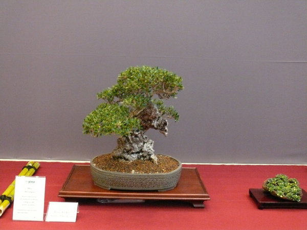 P1210335k.JPG