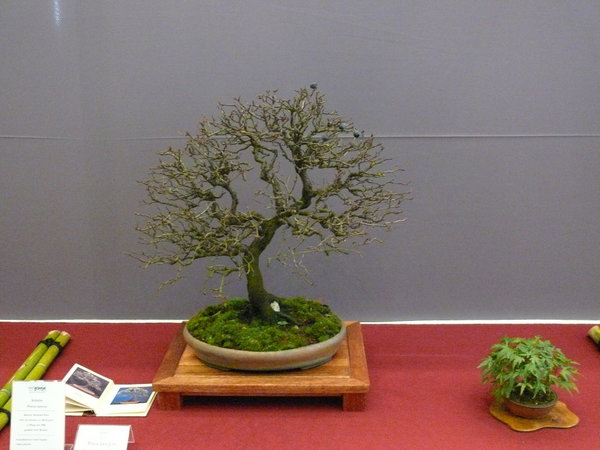 P1210343k.JPG