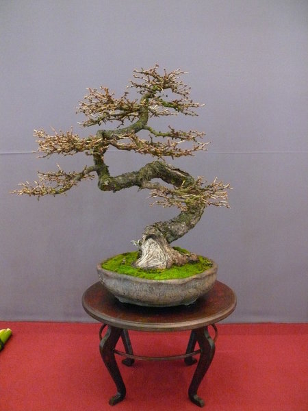 P1210346k.JPG