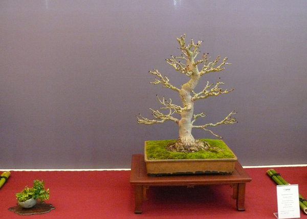 P1210359k.JPG