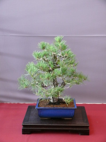 P1210383k.JPG