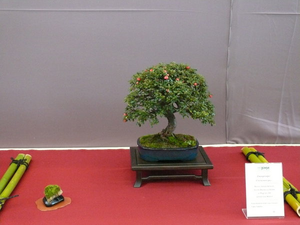 P1210396k.JPG