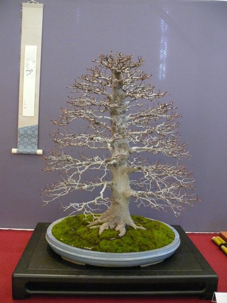 P1210419k.JPG
