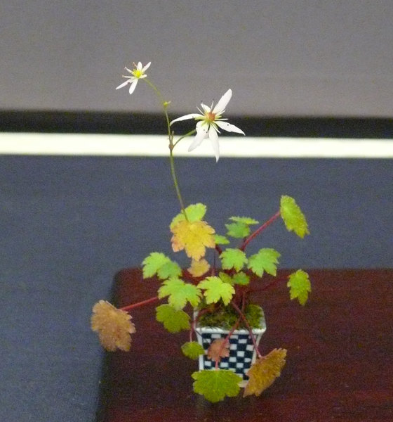 P1210431k.JPG