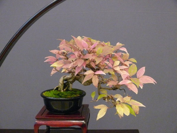 P1210433k.JPG