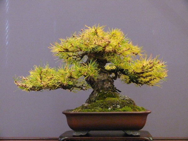 P1210434k.JPG