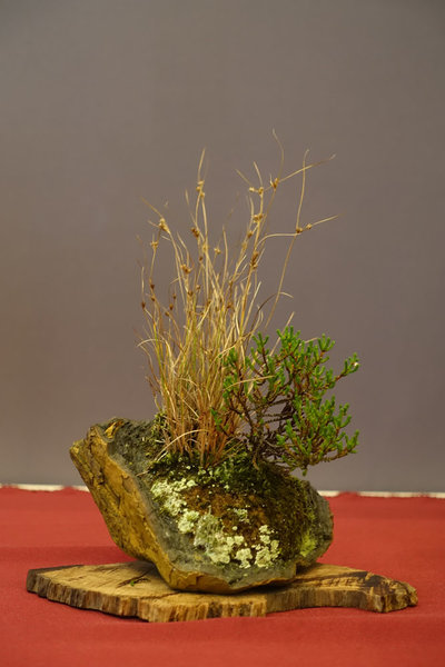DSC04293.sjpg.jpg