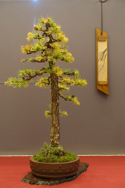 Bonsai ...