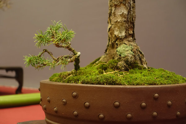... mit Bonsai