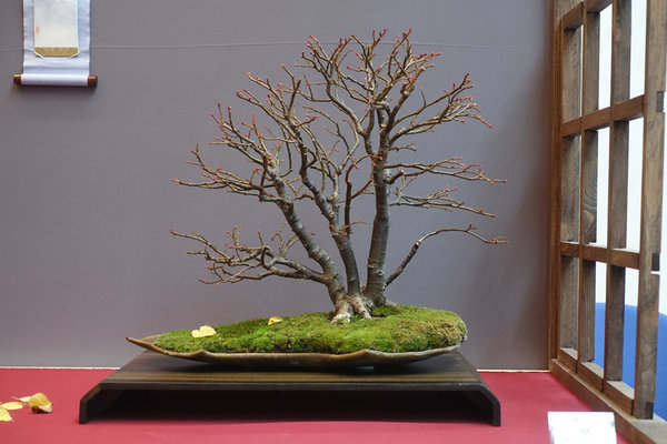 der feine Linden-Mehrfachstamm von Martina - Moya