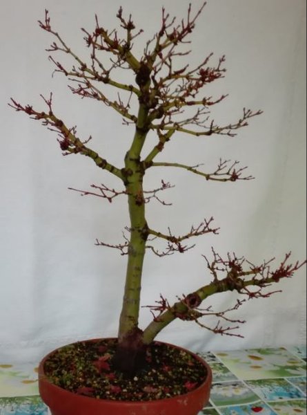 Acer Palmatum zwei.JPG