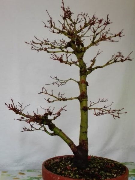 Acer Palmatum vier.JPG