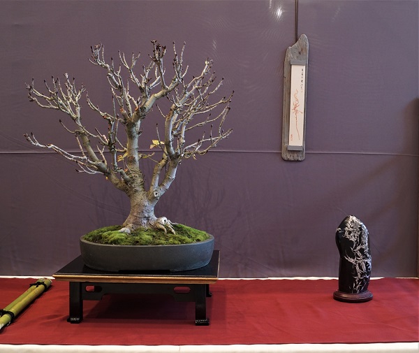 Kastanien-Bonsai in stimmigen Proportionen sind selten. Hier stimmt schon ziemlich viel als Resultat langer Arbeit. Tisch etwas zu klein. Suiseki wirkt auf mich zu groß und zu vorlaut.
