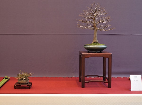 Relativ kleiner Baum von hoher Reife. Kommt unauffällig daher, punktet aber mit sehr guter Verzweigung. Elegante Schale. Hoher Tisch hebt den Baum auf Augenhöhe des Betrachters, kommt mir aber etwas zu schwer vor.